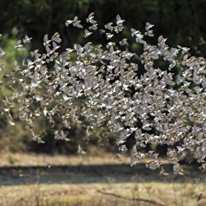 A flock of Red-billed queleas taking flight, South Luangwa National Park, Zambia