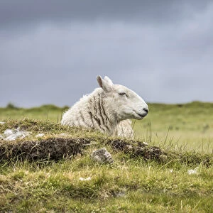 Flock of sheep at Dunvegan, Isle of Skye, Highlands, Scotland, Great Britain