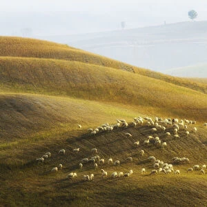 Flock of sheep grazing, Val d Orcia, Tuscany, Italy