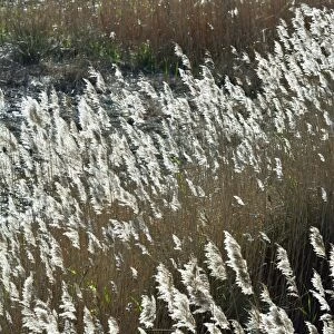 Flora of the marshes of the Sado Estuary Nature Reserve. Portugal