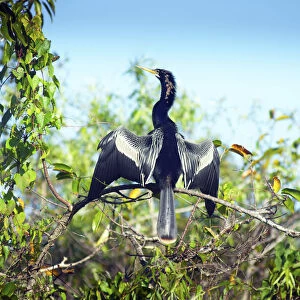 Florida, Everglades National Park, Shark Valley, Anhinga Drying Its Feathers