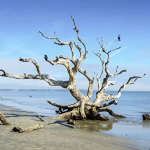 Florida, Jekyll Island, Driftwood Beach, Live Oak Tree, Eroded, Comorant, Coastal Erosion, Atlantic Ocean