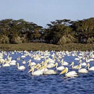 A flotilla of Great White Pelicans