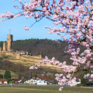 Flourishing almond trees with castle ruin Burg Wachenheim, Wachenheim