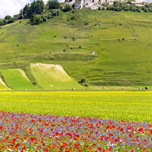 Flower field and town, Castelluccio di Norcia, Umbria, Italy