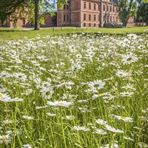 Flower meadow in the park of Bothmer Castle in Klutz, Mecklenburg-Western Pomerania, Northern Germany, Germany