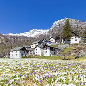 Flowering of Crocus nivea in Bosco Gurin, Vallemaggia, Canton of Ticino, Switzerland