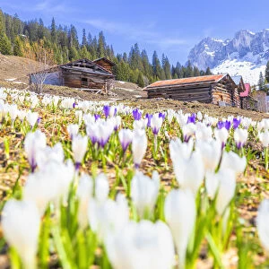 Flowering of Crocus nivea in Partnun with the Ratikon mountain range in the background