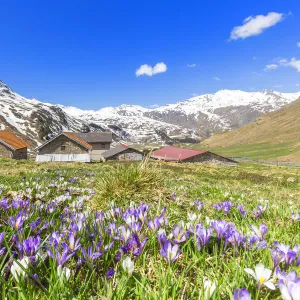 Flowering of purple Crocus nivea near a small village at Julier Pass, Parc Ela, Region