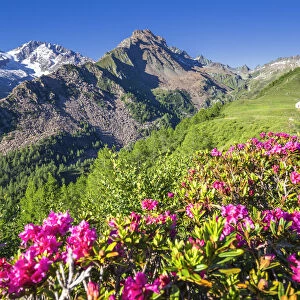 Flowering of rhododendrons with Mount Disgrazia and mountain church in the background