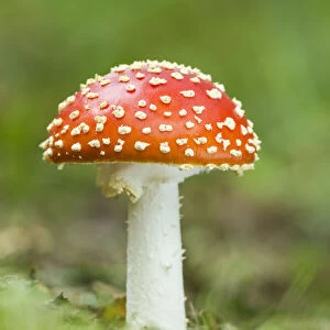 Fly Agaric (Amanita muscaria), New Forest National Park, Hampshire, England