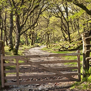 Footpath through Badgworthy Wood in Doone Country, Exmoor, Somerset, England