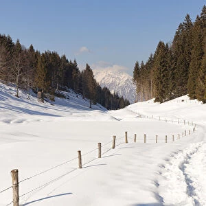 Footpath in Faldina Valley with Teverone Mount on background, Cansiglio Forest, Prealps of Belluno, Farra d‚AoAlpago, Belluno province, Veneto, Italy