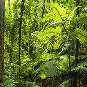 Footpath Through Tropical Forest, Eungella National Park, Queensland, Australia