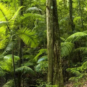 Print of Footpath Through Tropical Forest