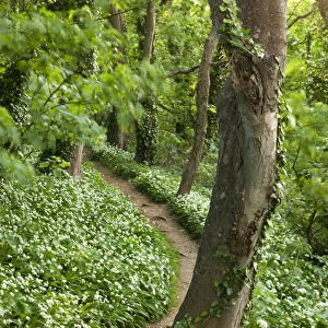Footpath through woodland carpeted with Ramsons, Devon, England. Spring