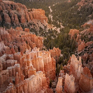 Forest in Bryce canyon surrounded by hoodoos, Bryce Point, Bryce Canyon National Park