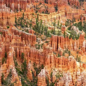 Forest in Bryce canyon surrounded by hoodoos, Bryce Point, Bryce Canyon National Park, Utah, USA Forest in Bryce canyon surrounded by hoodoos, Bryce Point, Bryce Canyon National Park, Utah, USA