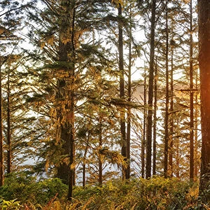 Forest at Cape Alava, Olympic National Park, Clallam County, Washington, USA