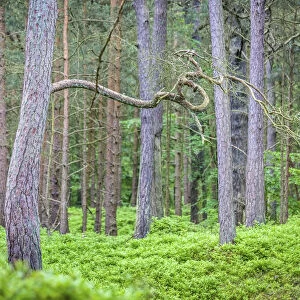 Forest in the National Park Vorpommersche Boddenlandschaft, Mecklenburg-Western Pomerania