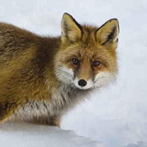 A fox in the snow of first wintertime. (Valsavarenche, Aosta Valley)