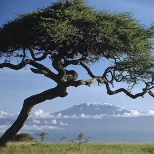 Framed by an Acacia tortilis