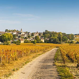 France, Bourgogne-Franche-Comte, Burgundy, Cote-d Or, Monthelie
