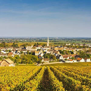 France, Bourgogne-Franche-Comte, Burgundy, Cote-d Or, Meursault