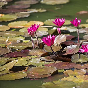 France, Guadeloupe, Deshaies, Nymphaea Fabiola Rose in the Botanic Garden in Deshaies