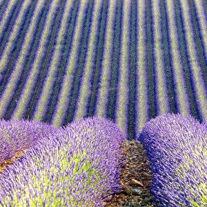 France, Provence-Alpes-Cote d Azur, Rows of lavender on the Plateau de Valensole
