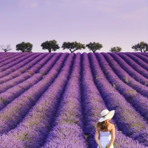 France, Provence Alps Cote d Azur, Haute Provence, Plateau of Valensole, Lavander Fields