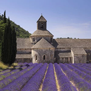 France, Provence Alps Cote d Azur, Haute Provence, Cistercian monastery of Senanque