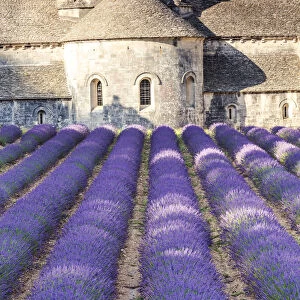 France, Provence Alps Cote d Azur, Vaucluse. Famous Senanque abbey in the morning