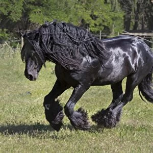 France, Provence, Camargue, A freisian horse with a long mane runs through a meadow