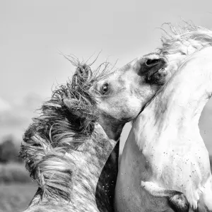 France, Provence, Camargue, Two male horses sparring