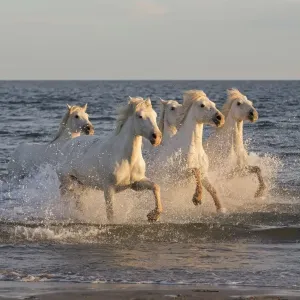Print of White Horses in the Mediterranean Sea Print of White Horses in the Mediterranean Sea