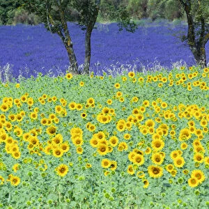 France, Provence, Lavender and Sunsflower field