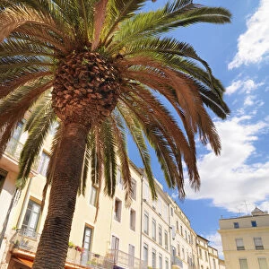 France, Provence, Nimes, Palm tree in town square