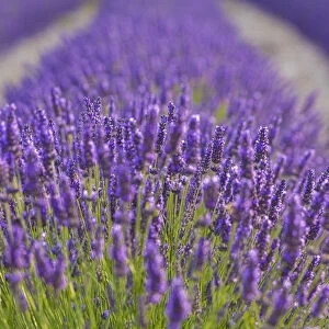 France, Provence, Vaucluse, Gordes, Senanque abbey, close up of lavender