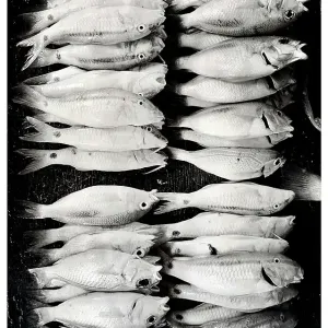 Fresh fish on display at local market, Stonetown. Zanzibar, Tanzania Fresh fish on display at local market, Stonetown. Zanzibar, Tanzania