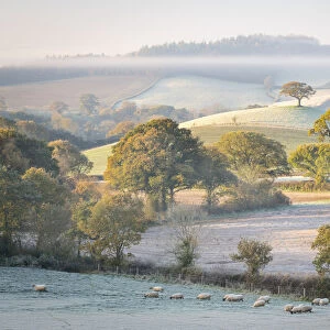 Frost covered countryside at dawn, mid Devon, England. Autumn (November) 2020