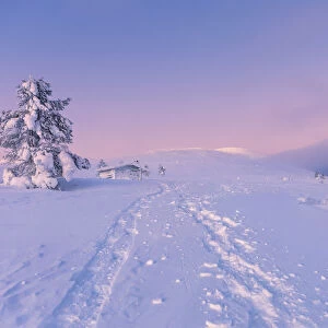 Frozen tree and log cabin at Pallas-Yllastunturi National Park, Muonio, Lapland, Finland