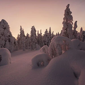 Frozen trees of Lapland at sunset in winter, Akaslompolo, Yllastunturi National Park
