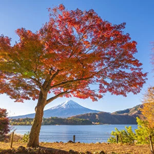 Fuji Five Lakes, Yamanashi Prefecture, Japan. Maple tree and Mt Fuji in autumn