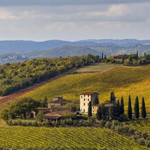 Gaiole in Chianti, Siena province, Tuscany, Italy. The vineyard of Brolio castle