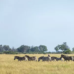Gamedrive with Zebra, Okavango Delta, Botswana
