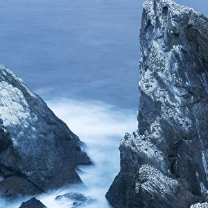 Gannet (Morus bassanus), Hermaness Shetland Islands in Scotland