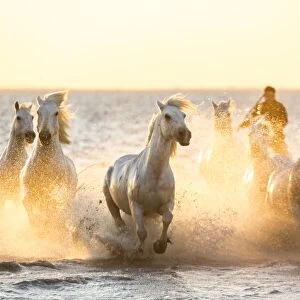 Gardian, cowboy & horseman of the Camargue with running white horses, Camargue, France
