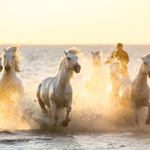 Gardian, cowboy & horseman of the Camargue with running white horses, Camargue, France