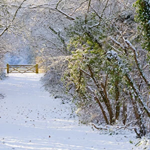 Gate & Country Lane in Winter, Melbury Osmond, Dorset, England